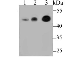 CBARA1, Rabbit anti-Human,Mouse,Rat, Polyclonal, Novus Biologicals 100